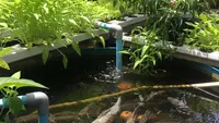 8 Ikan Air Tawar yang Cocok Dipelihara untuk Dapur Mandiri, Mudah Dirawat dan Cepat Panen