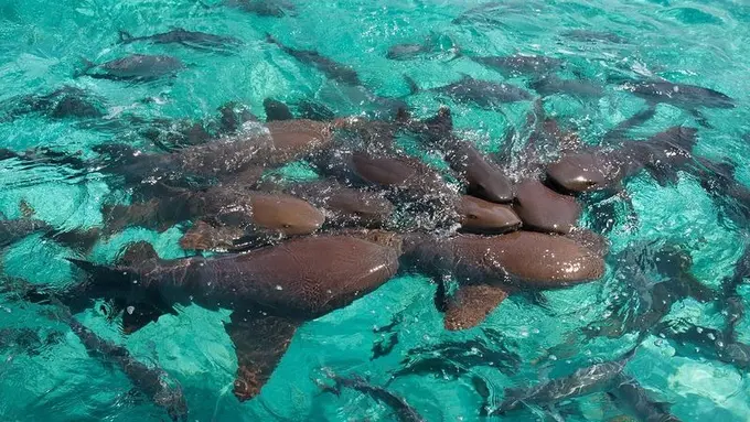 Hiu Gigit Wanita, Keduanya Dilarikan ke Rumah Sakit!