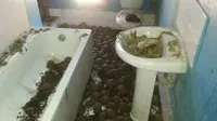 Kura-kura yang terancam punah ditemukan di sebuah rumah. (Turtle Survival Alliance)