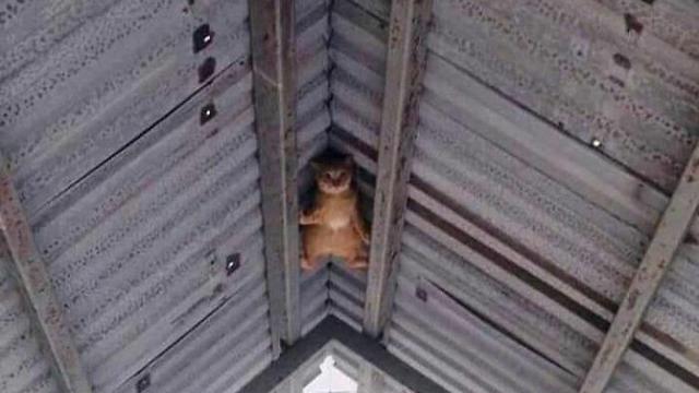 10 Potret Menggemaskan Kucing Tidur di Tempat Tak Biasa