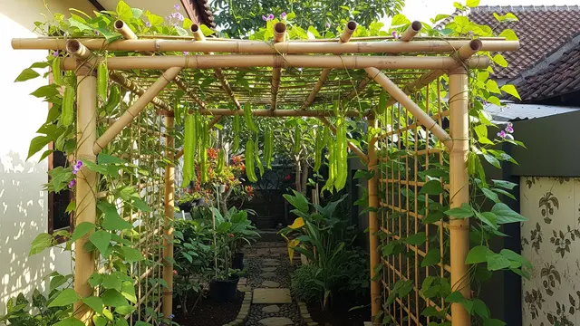 7 Ide Kebun Kecipir Rambat untuk Lahan Sempit, Lengkap dari Tanam hingga Panen