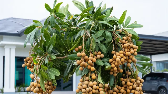 Pohon Buah Berakar Aman untuk Dekat Teras dan Carport (AI)