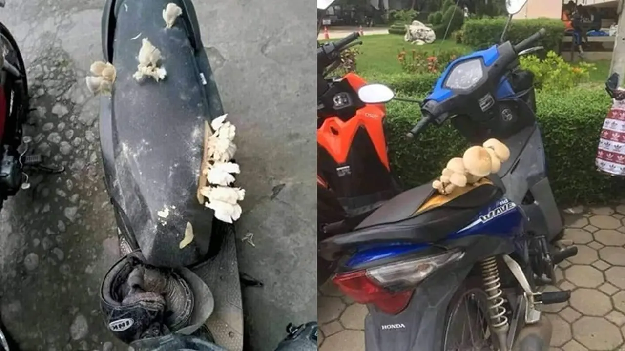 10 Motor Tak Pernah Dipakai Ini Bikin Geleng Kepala, Jadi Tempat Jamur