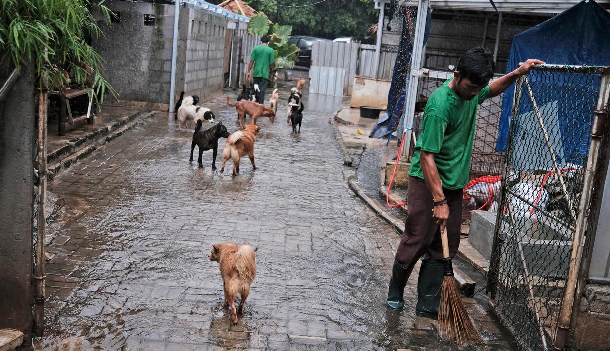 Foto Semangat Susana Somali Rawat Ribuan Anjing Di Tengah Pandemi