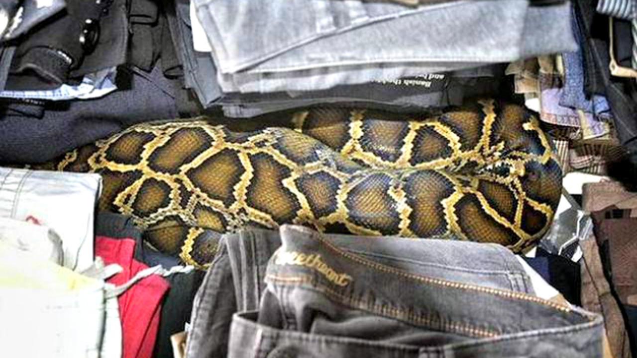 Ada Ular Phyton di Pasar Loak Ini