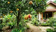 8 Cara Menanam Pala dari Biji untuk Pemula Agar Cepat Berbuah, Cocok Iklim Tropis