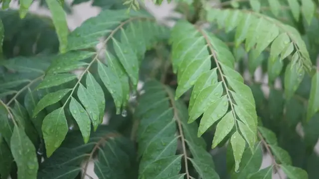 Daun Kari (Sumber: Pixabay)