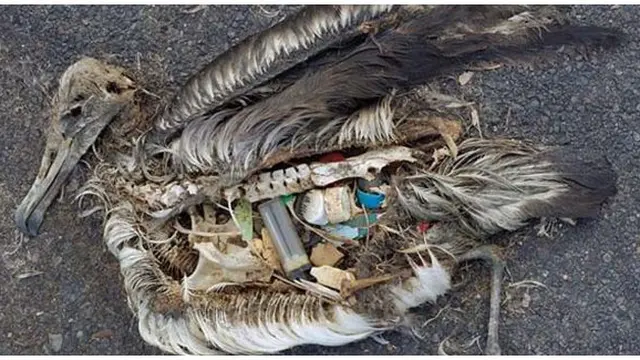 Foto : copyright listverse.com