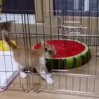 Wow, Ada Anak Kucing Bikin 2 Anjing Ketakutan