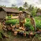 15 Cara Ternak Ayam Kampung Tanpa Membuat Biaya Pakan Membengkak