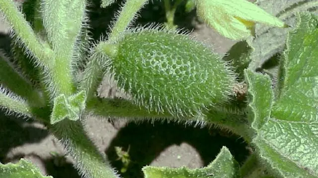 Squirting Cucumber