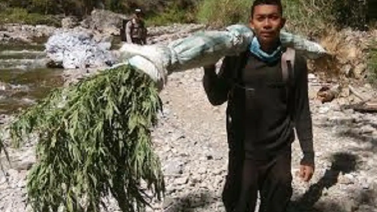 Ladang Ganja