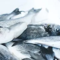 Ilustrasi ikan kod/Copyright unsplash/Jakub Kapusnak