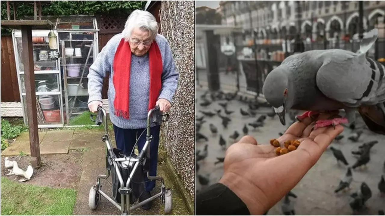 Nenek 97 Tahun Dikenai Denda karena Suka Beri Makan Merpati, Dibela Aktivis Hewan