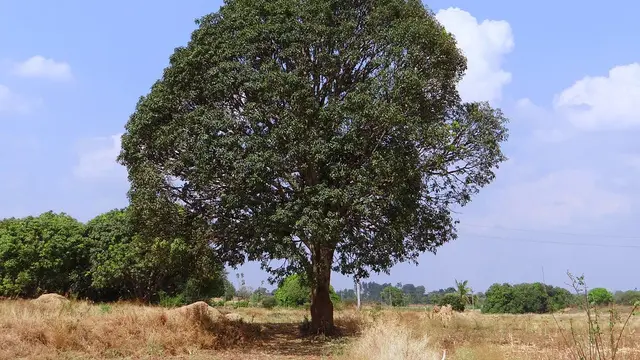 Ciri Khusus Pohon Mangga
