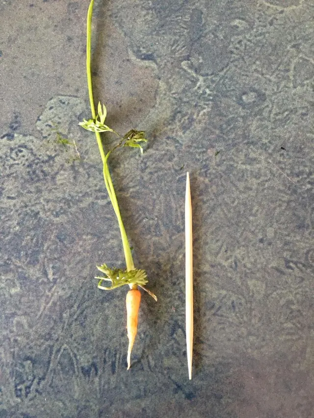 8 Potret Buah dan Sayur Ini Ukurannya Tak Biasa, Enggak Habis Pikir