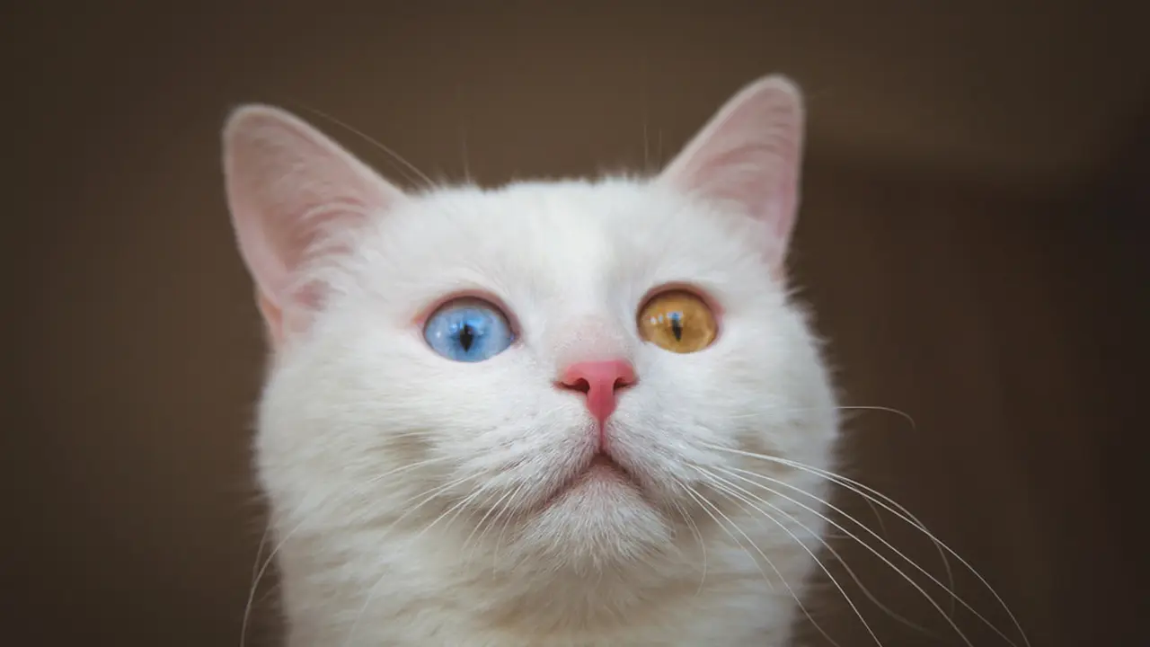 Berbagai Warna Mata pada Kucing, Ada 4 Fakta Unik di Balik Keindahannya