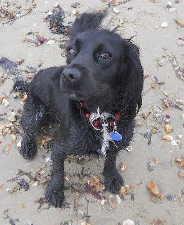 Fern, anjing kesayangan Ethan sebelum hilang dari peternakan orang tuanya | Photo: Copyright elitedaily.com