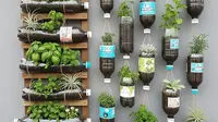 Cara Menata Kebun Botol Bekas agar Rumah Kontrakan Tetap Rapi, Estetik dan Tidak Terlihat Kumuh
