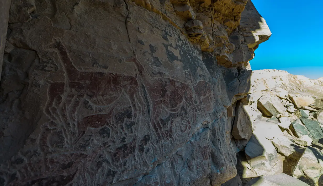 Lukisan hewan llama terpampang di dinding batu cadas Gua Taira Calama, Chile, Minggu (21/7). Seni batu cadas di Gua Taira Valam diperkirakan berusia antara 2.400 hingga 2.800 tahun. (Martin Bernetti/AFP)