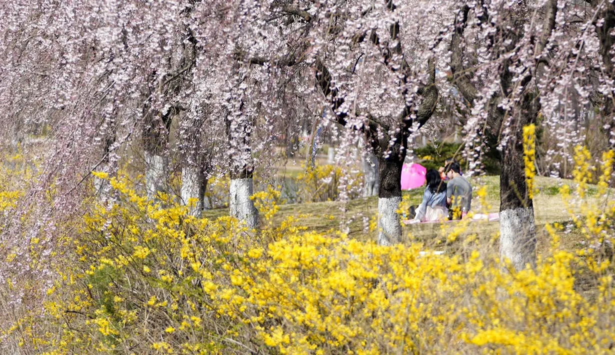 Pengunjung bersantai dekat bunga-bunga di sebuah taman di Goyang, Korea Selatan, Jumat (8/4/2022). (AP Photo/Lee Jin-man)