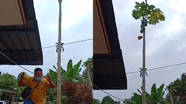 Seorang ayah hibur putranya pakai jurus jitu petik buah pepaya