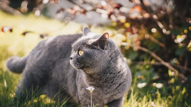British Shorthair - Photo by Kirsten Bühne from Pexels