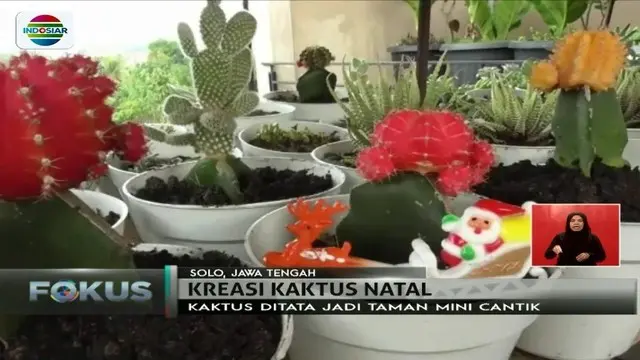 Uniknya Kaktus Jadi Kado Natal