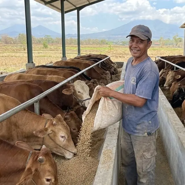 Pakan Sapi Tanpa Ngarit