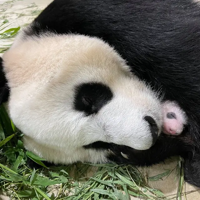 Bayi Panda Raksasa