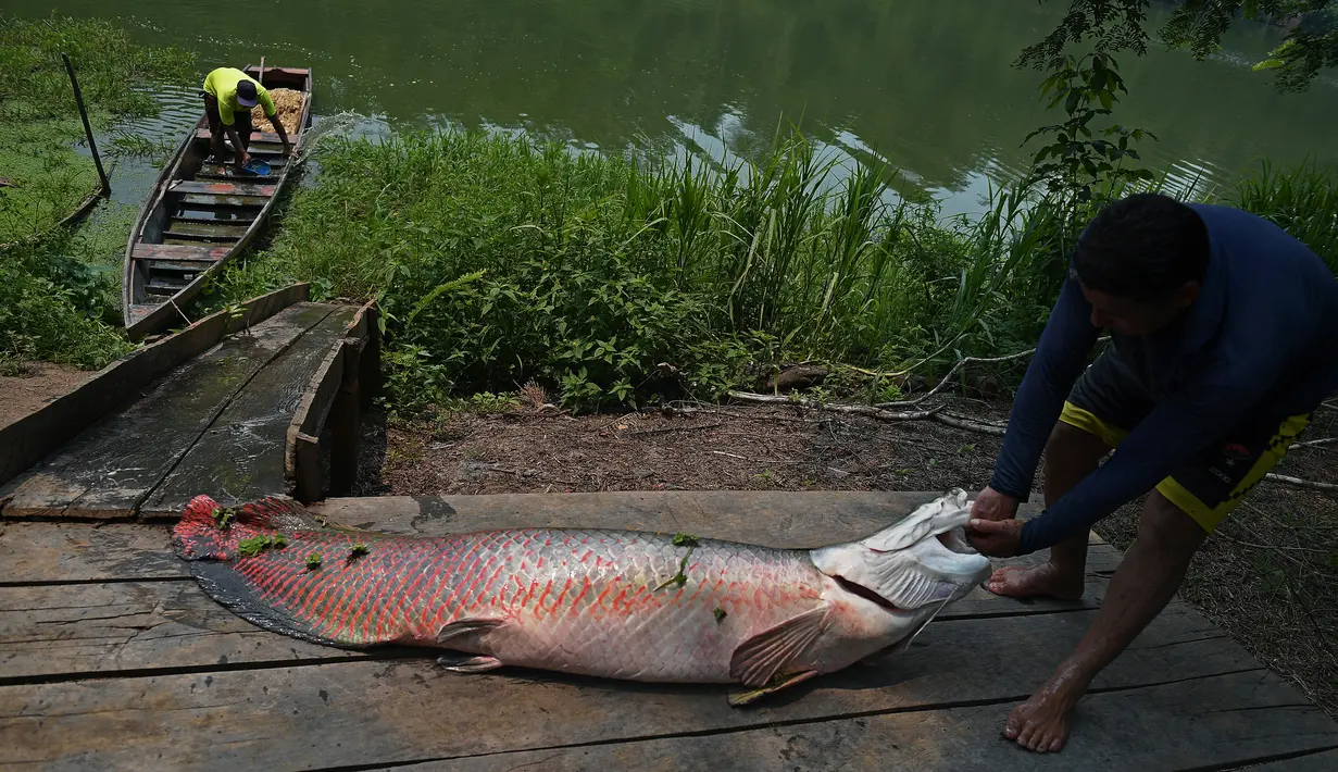 Nelayan membawa ikan arapaima atau Pirarucu ke dermaga setelah berhasil ditangkap dari Sungai Amazon di Brasil, 20 September 2017. Selain bernapas dengan insang, ternyata araipama juga bisa bernapas di udara dalam kondisi tertentu.  (CARL DE SOUZA/AFP)