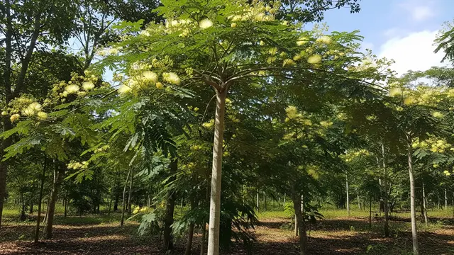 12 Jenis Pohon yang Bisa Mengundang Burung Walet, Ciptakan Budidaya Alami