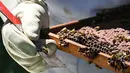 Ahli biologi Germ-n Perilla memeriksa sarang lebah di kotamadya Socorro, Santader, Kolombia, pada 3 Desember 2023. (Juan BARRETO/AFP)