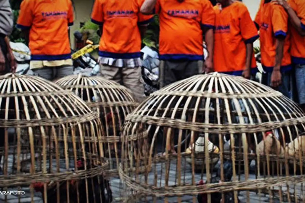sabung-ayam-140109c.jpg