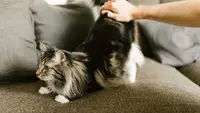 Alasan Kucing Meregangkan Tubuh Saat Melihat Orang, Kode Nyaman atau Lapar?