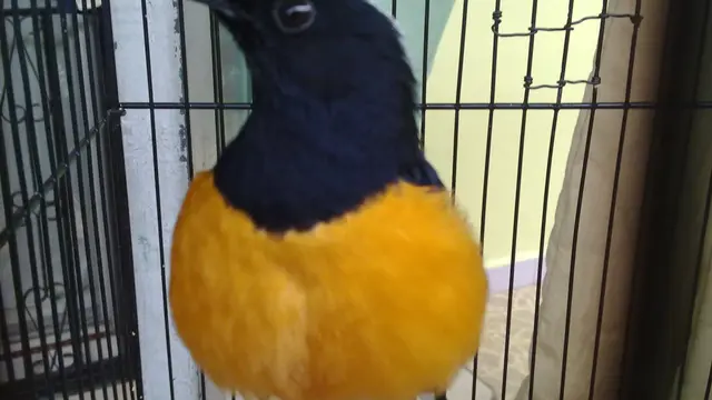 [Bintang] Mengenal Burung Murai Batu dan Jenisnya