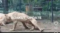 Viral video seekor singa putih di Faunaland Ancol terlihat kurus dan terjatuh saat berjalan. Sumber: @jakut_update.