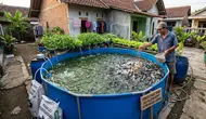 12 Strategi Menambah Populasi Lele Tanpa Memperbesar Ukuran Kolam di Rumah