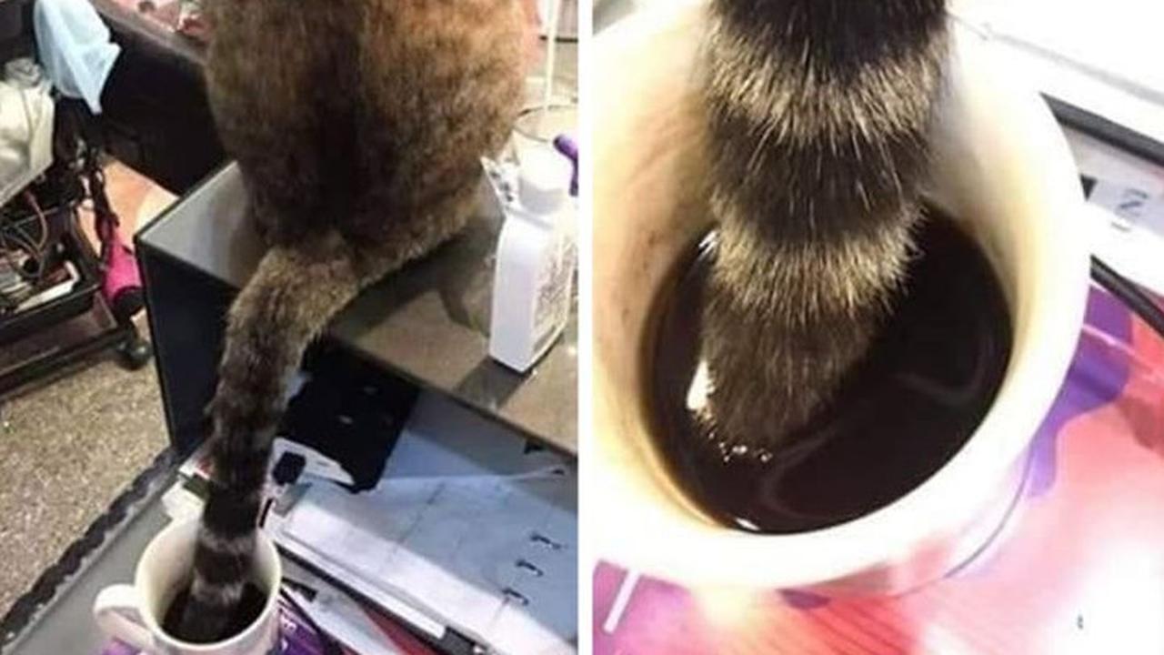 Tidak Sopan, 6 Potret Ini Tunjukkan Hewan Peliharaan Juga Perlu Dididik