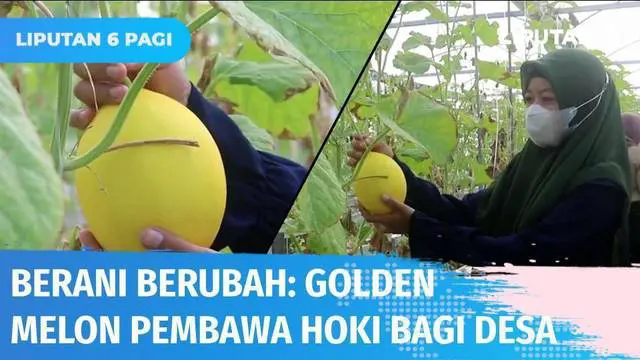 Melon pembawa keberuntungan untuk satu desa. Golden Melon ini berhasil membangkitkan perekonomian desa di Lombok Barat melalui agrowisata. Warga desa pun bekerja sama untuk memadukan budaya lokal dengan teknologi pertanian masa kini untuk mengembangk...