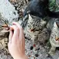 Kucing-kucing di Pulau Tonawanda. (Sumber Care2)