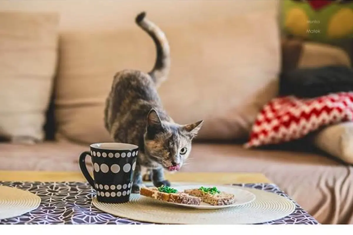 Kumpulan 17 Kucing yang Meski Cacat Namun Tetap Menggemaskan