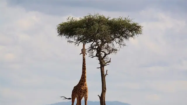 Jerapah