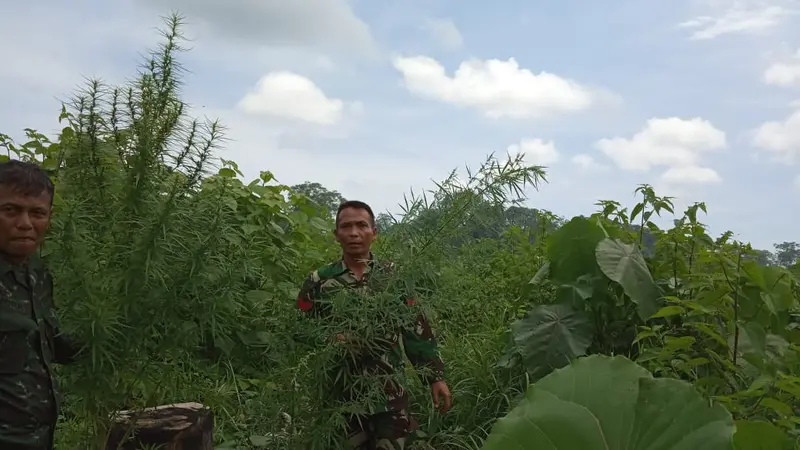 Ladang Ganja