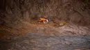 Pemadam kebakaran berada di dalam jurang saat akan berusaha menyelamatkan seekor kuda dan anaknya yang terjebak lumpur setelah sebuah bendungan limbah jebol di desa Bento Rodrigues, Brasil, Jumat (6/11). (AFP PHOTO / CHRISTOPHE SIMON)