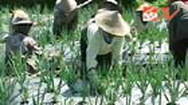 Status Dieng Turun, Petani Kembali ke Ladang