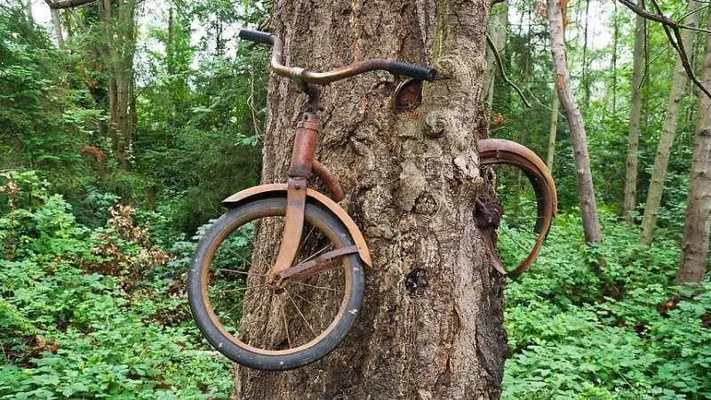 Penjelasan mengapa sepeda tua ini bisa masuk ke dalam pohon.