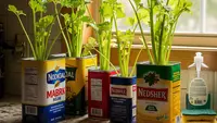 Cara Menanam Seledri di Kemasan Bekas Minyak Goreng, Solusi Kebun Mini di Rumah