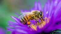 Ilustrasi lebah, hewan avertebrata. (Photo by Dustin Humes on Unsplash)