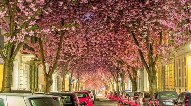 Tak Hanya Jepang, Potret Keindahan Bunga Sakura di 6 Negara Dunia Ini Bikin Takjub